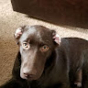 Meet your Posher, Brian